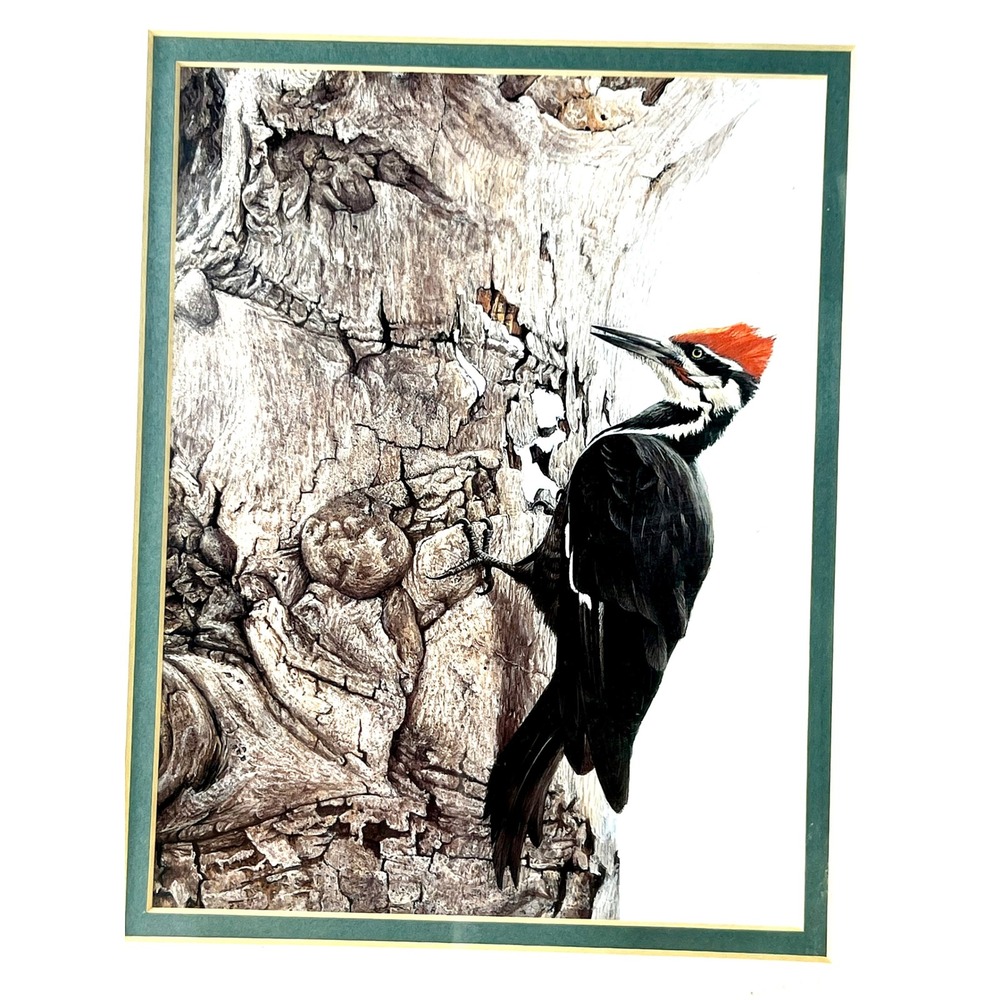 Framed Pileated Woodpecker Bird Art Print Oak Wood Frame Green Matting